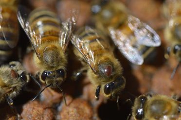 Bees infested with varroa mites